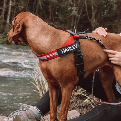 Dog harness with sales name patch