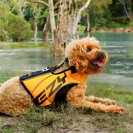 Teacup dog store life jacket