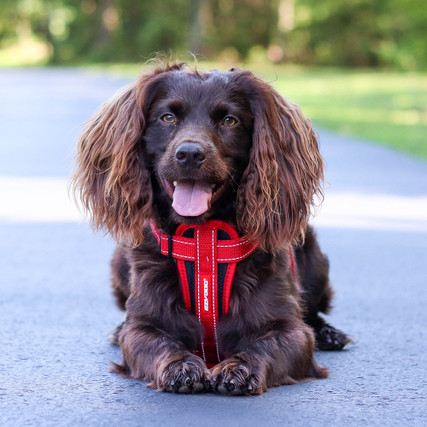 EzyDog Chest Plate Harness