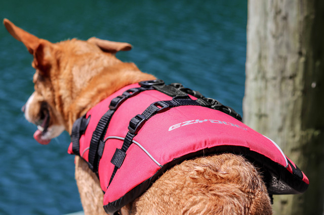 ezydog flotation device