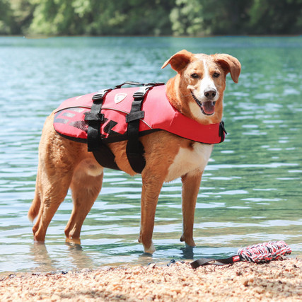 ezydog life vest