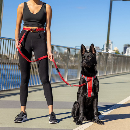 EzyDog Road Runner Dog Leash and X-Link Harness