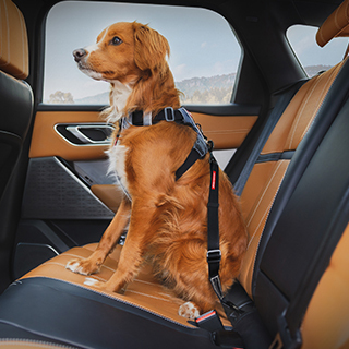 Ezy Dog - Attache de Sécurité - Voiture – Boutique Animali