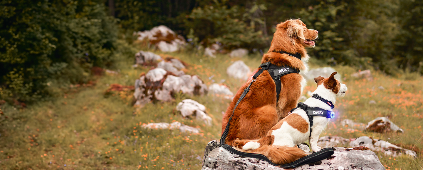 Adventure Gear for Dogs & Their Owners