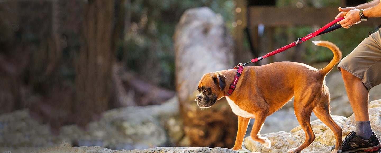 Dog Harnesses, Dog Leash, Shock Absorbing Dog Leash