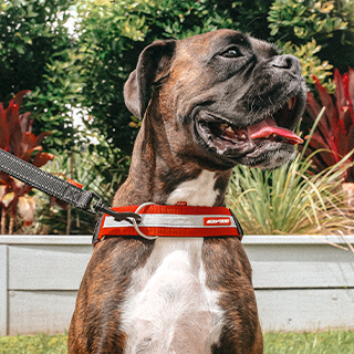 TUFFDOG Easy-Fit No Pull Step-in Dog Harness (Poppy Red) - TUFFDOG