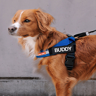 The Best Dog Harness for All Your Adventures