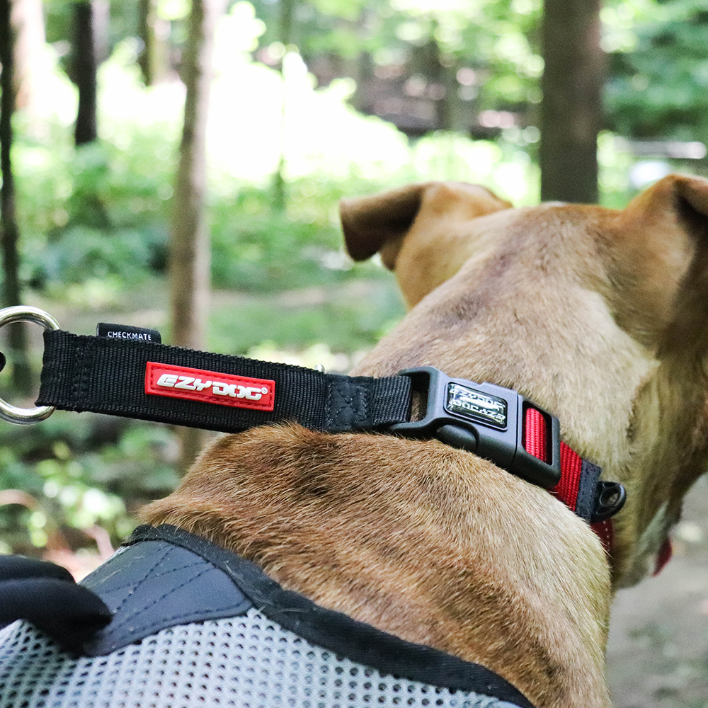 Large Dog | Large Dog Collars and Leashes |