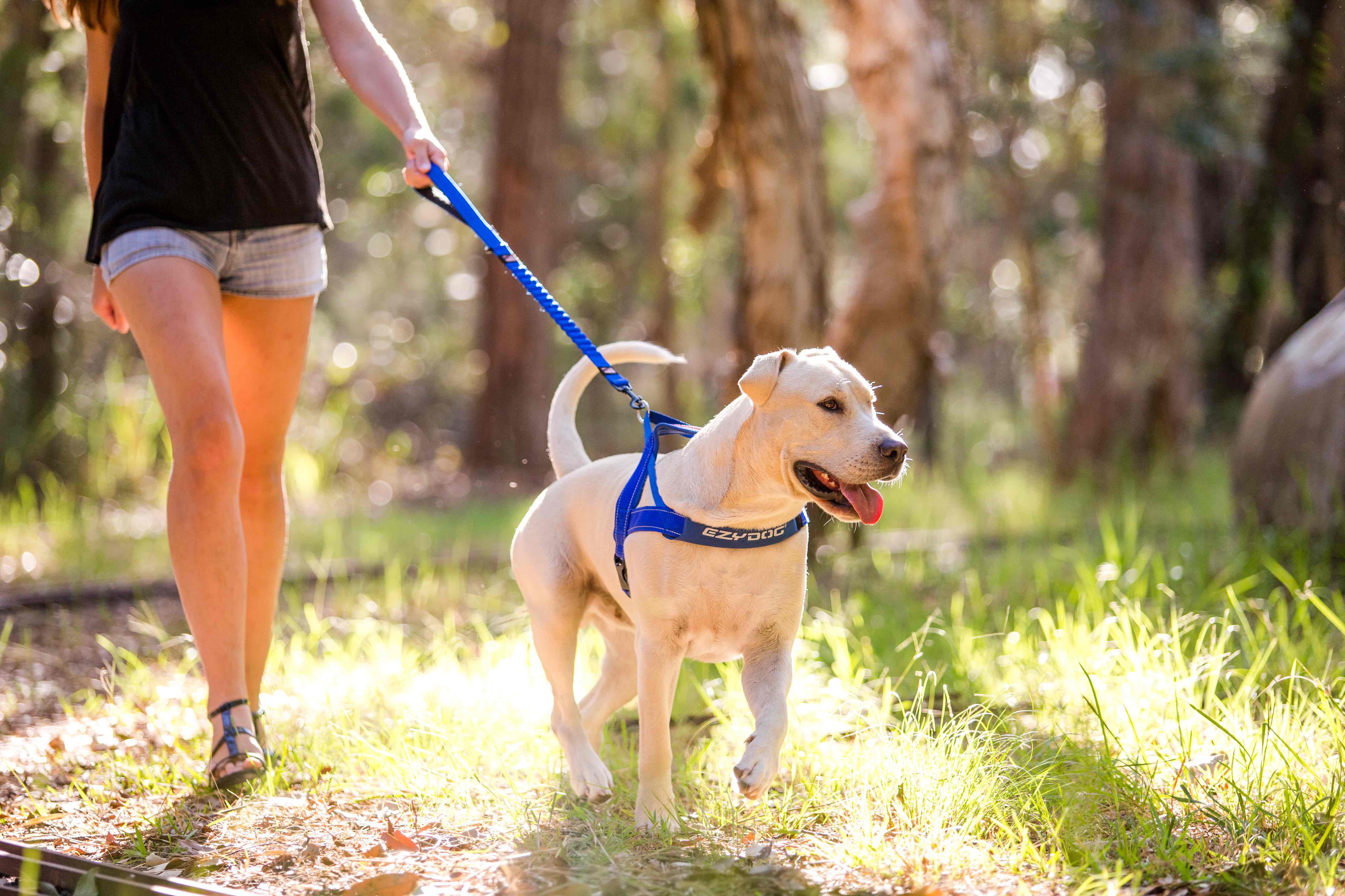 riding a bike with a Zero Shock Leash