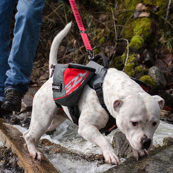 dog backpack leash