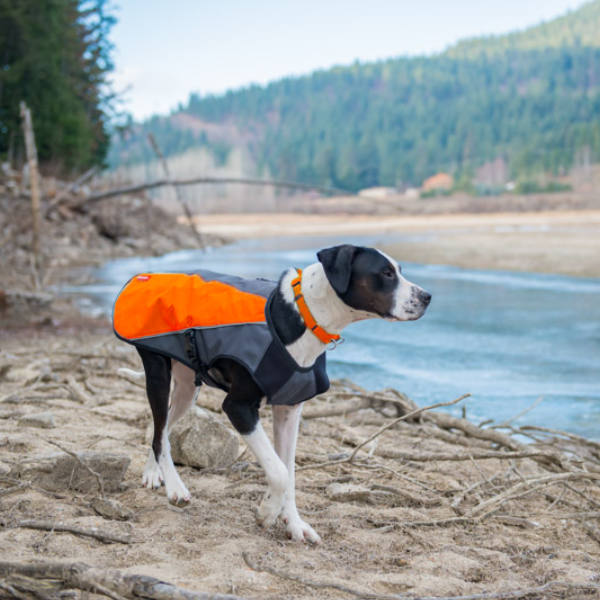 Orange Dog Vests for sale