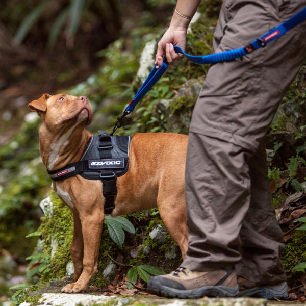 ezydog no pull harness