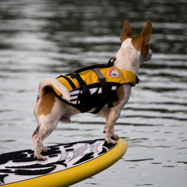 ezydog life vest