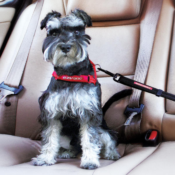 dog travel restraints