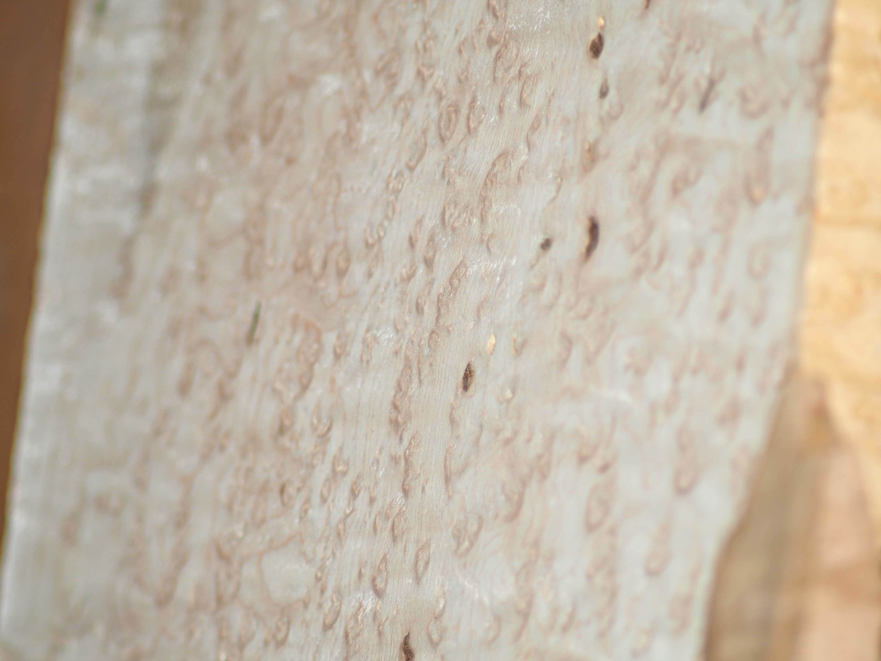 Birdseye Maple Necks