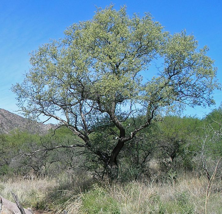 Katalox or Mexican Ebony