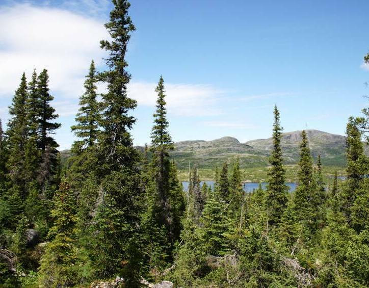 Spruce