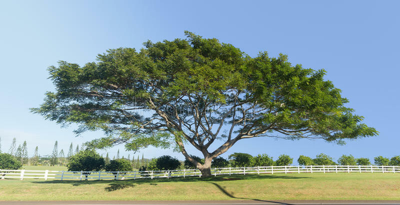 Koa