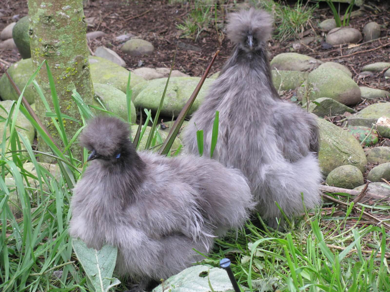 10.-chinese-silkies.jpg