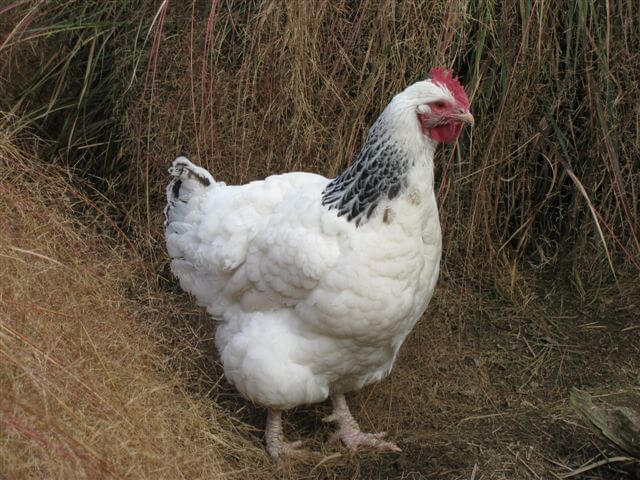 11.sussex-chickens.jpg