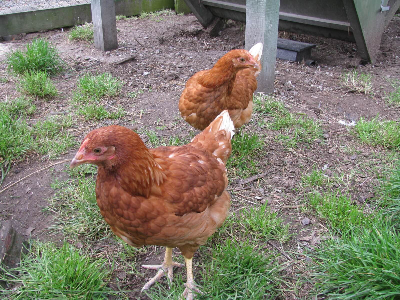 12.-brown-shaver-hens.jpg