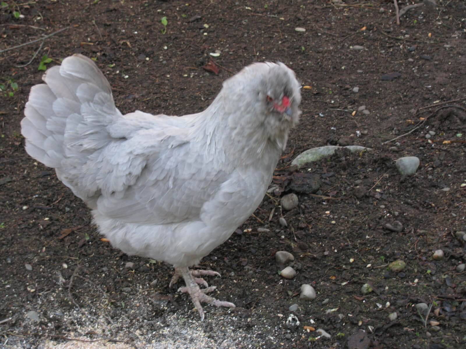 13.araucana-hen.jpg