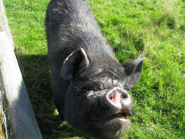 4.winnie-the-kunekune.jpg