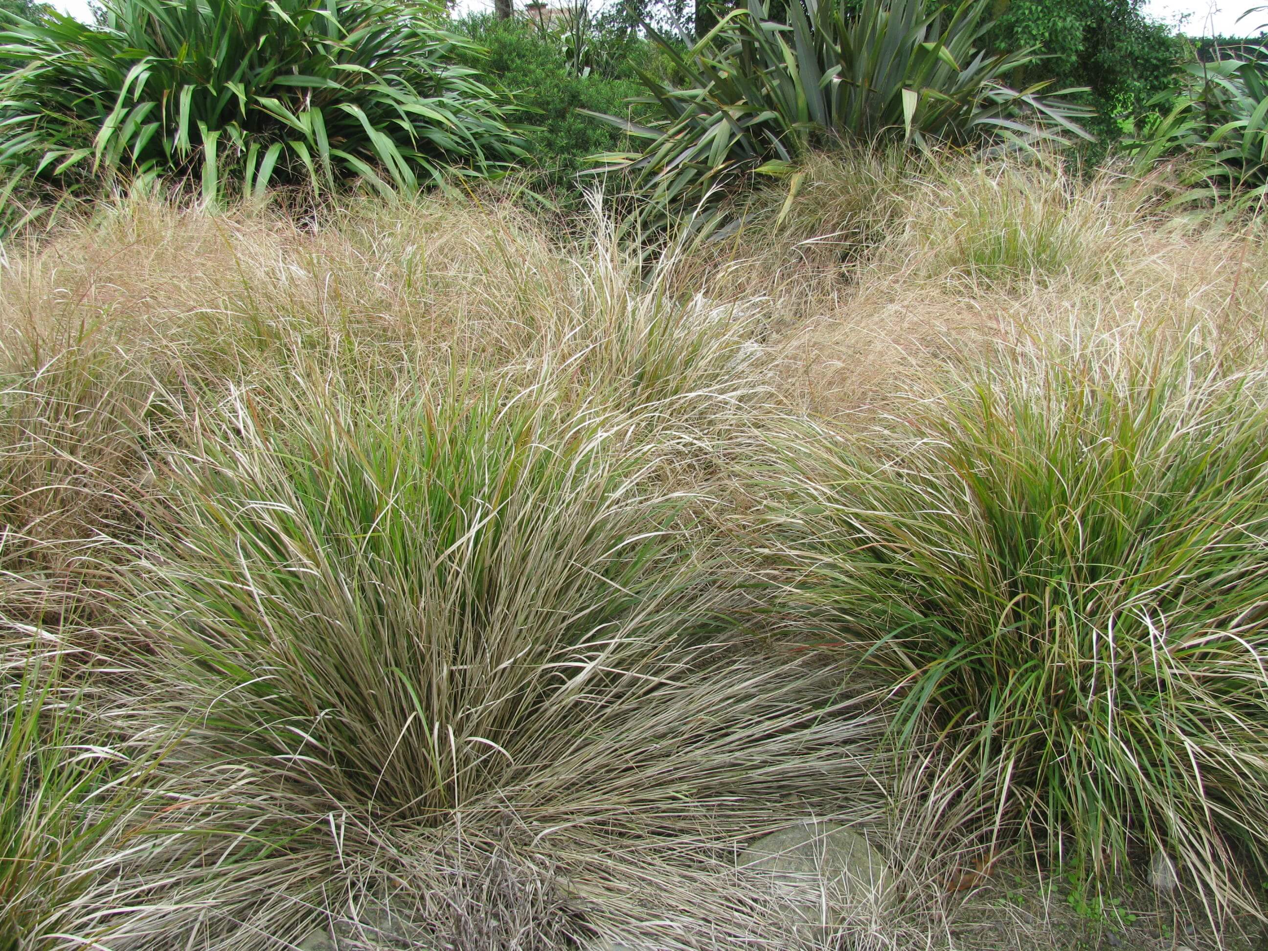 8.-carex-tussock-grass.jpg