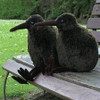 Two Spotted Kiwi soft toys sitting on park bench.