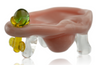 Tammy Baller 3" Ear Dish with Stud Earring Right Profile Tammy Baller 3" Ear Dish with Stud Earring Right Profile