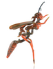 Banjo Glass Wasp Queen Right Profile