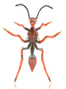 Banjo Glass Wasp Queen Front