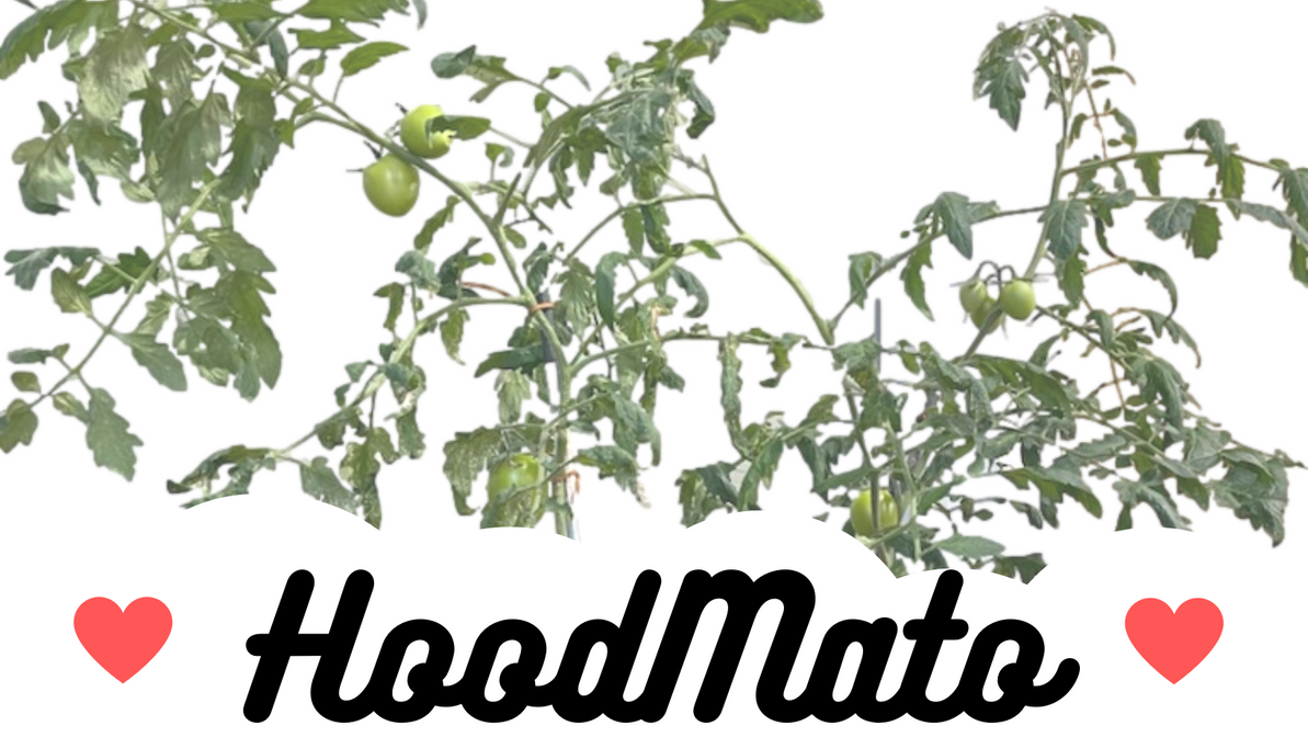 Ode To Hoodmato