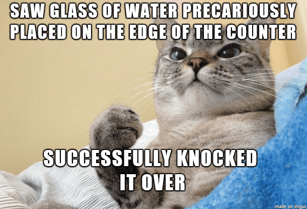 Another Day, another cat meme