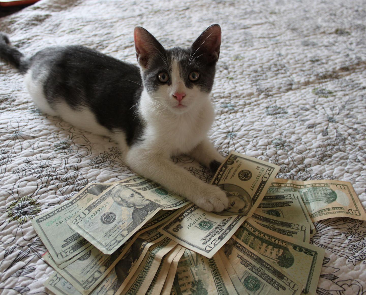 Cat becomes first feline millionaire instagramer