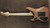 Washburn N4 Mahogany Limited - USA