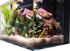 Lifegard CRYSTAL Beveled Edge Low Iron Aquarium with Built in Back Filter - 4.14 gal