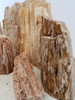 Lifegard Burma Petrified Stone - 44 Lbs box of MEDIUM size stones