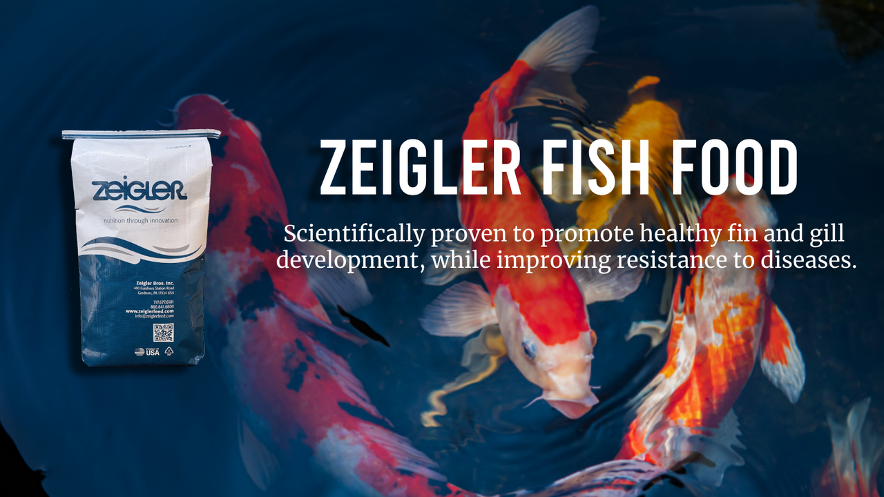 Zeigler Fish Food over a pond full of fish