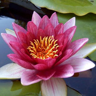 Aquatic Plants