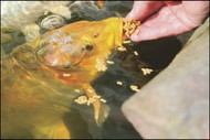 Feeding Koi
