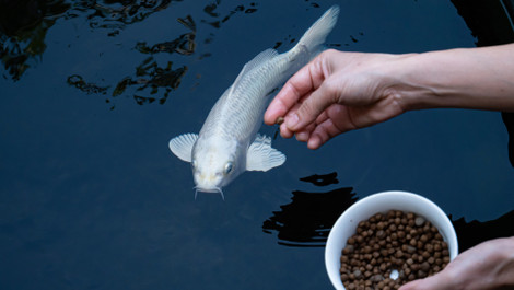 Koi Fish Food: Everything You Need To Know