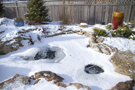 Winter Fish Care Tips