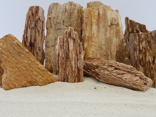 Lifegard Burma Petrified Stone - 44 Lbs box of LARGE size stones Lifegard Burma Petrified Stone - 44 Lbs box of LARGE size stones