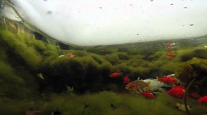 Protecting Your Fish This Winter - Underwater Warehouse