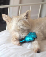 Pet Angel Mini Detangling/Grooming Brush - Turquoise