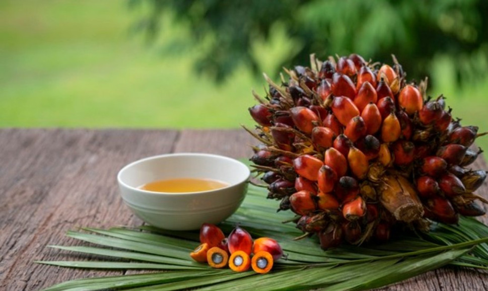 The Benefits of Red Palm Oil