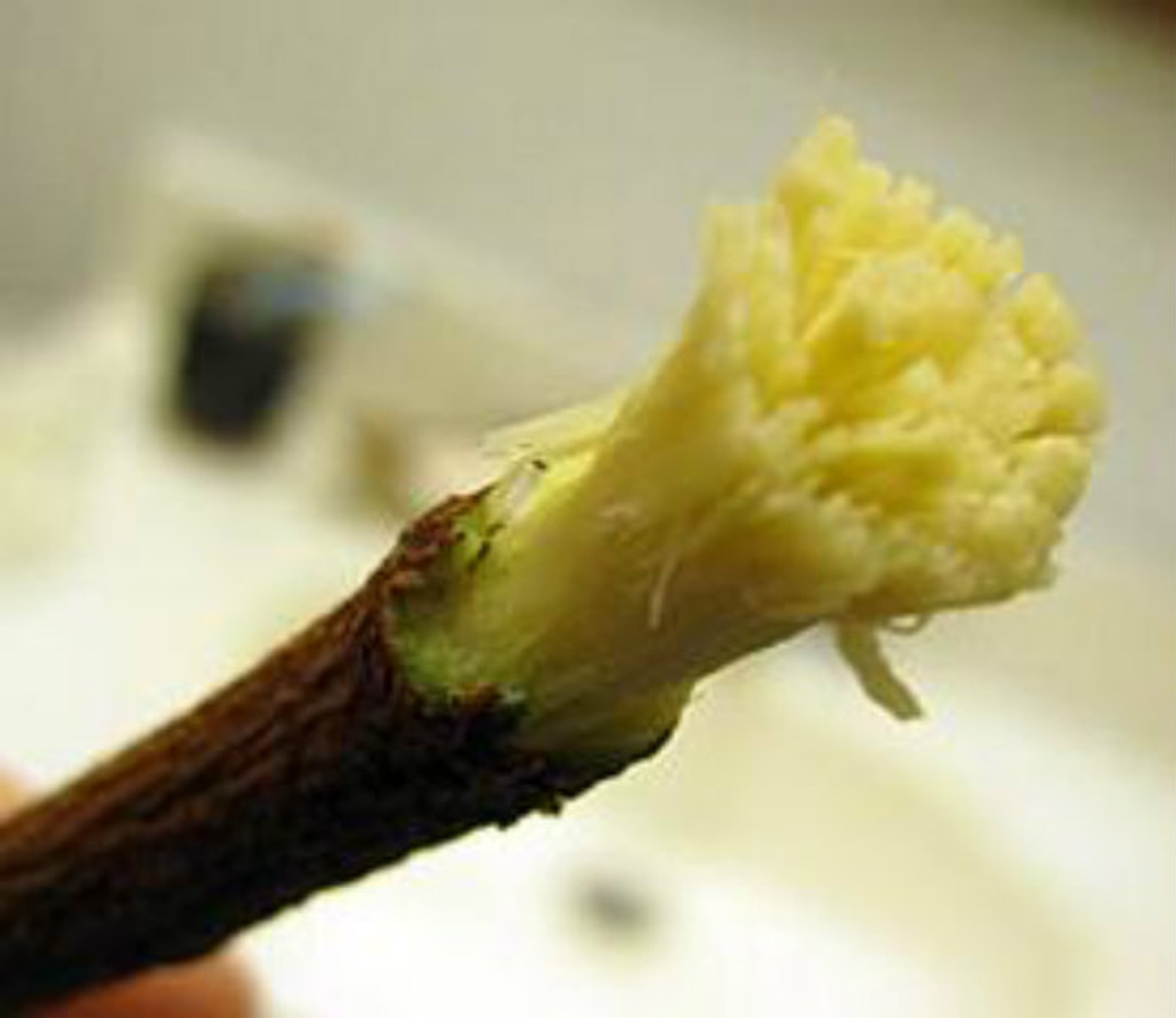 Licorice Chew Sticks All Natural Shades of Afrika Online