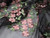 Dressmaking Fabric |  Alexandra Floral Embroidered Tulle - Pink & Black | Fabric Godmother