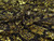Dressmaking Fabric | Eugenie Metallic Lace - Black & Gold | Fabric Godmother Dressmaking Fabric | Eugenie Metallic Lace - Black & Gold | Fabric Godmother